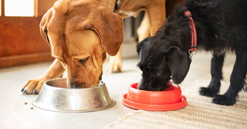 cuanta comida natural darle a un perro