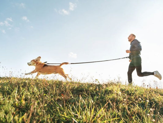 ¿Qué deportes practicar con tu perro