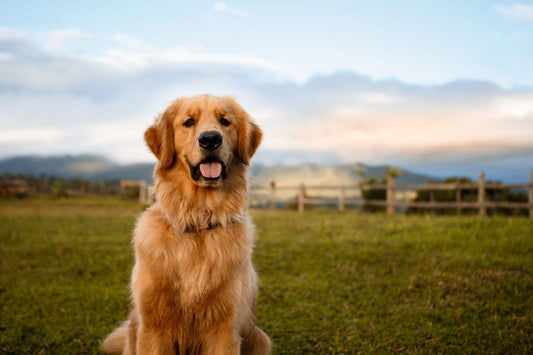 Razas de perros grandes