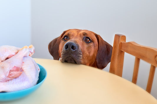 ¿Pueden comer pollo los perros?