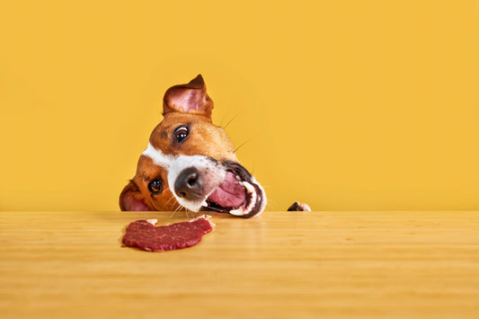 pueden comer carne ternera perros