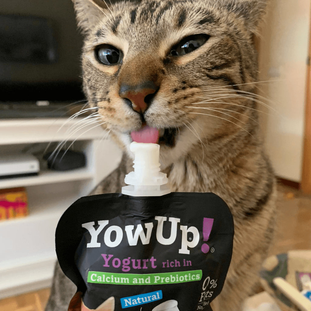 Yogur Natural para Gatos Yow Up con Calcio y Prebióticos