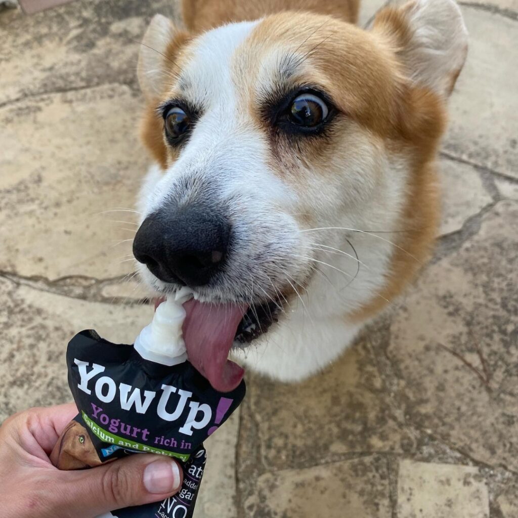 Yow Up yogur natural sin lactosa - Prebiótico para perro