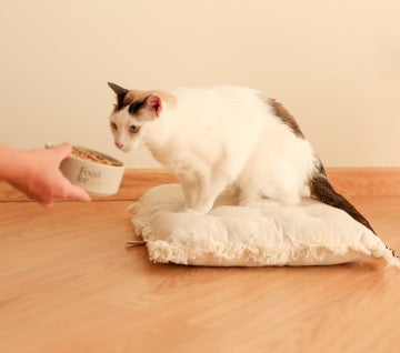 Pack de démarrage chats - 2.4kgs