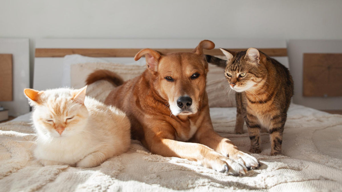 Hongos medicinales para perros y gatos