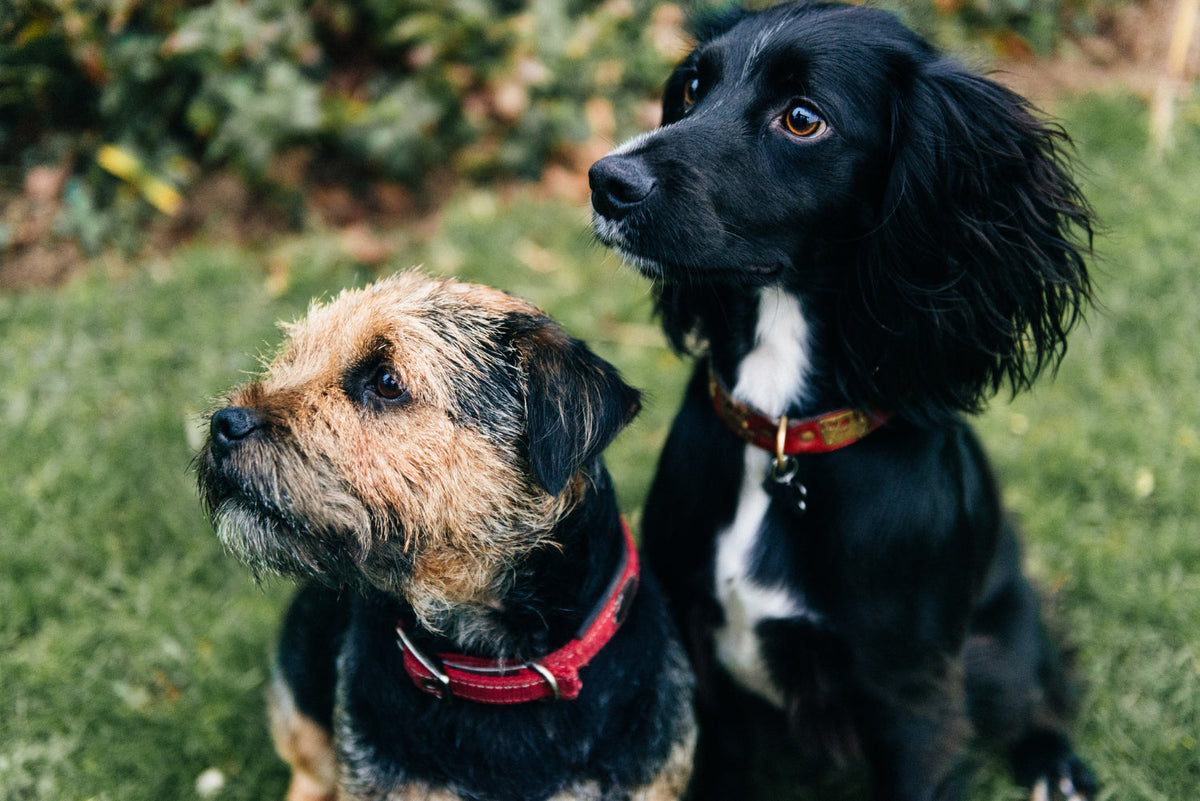 Alimentación de tu perro según su etapa de vida