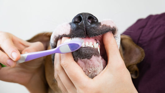La mejor rutina dental para tu perro