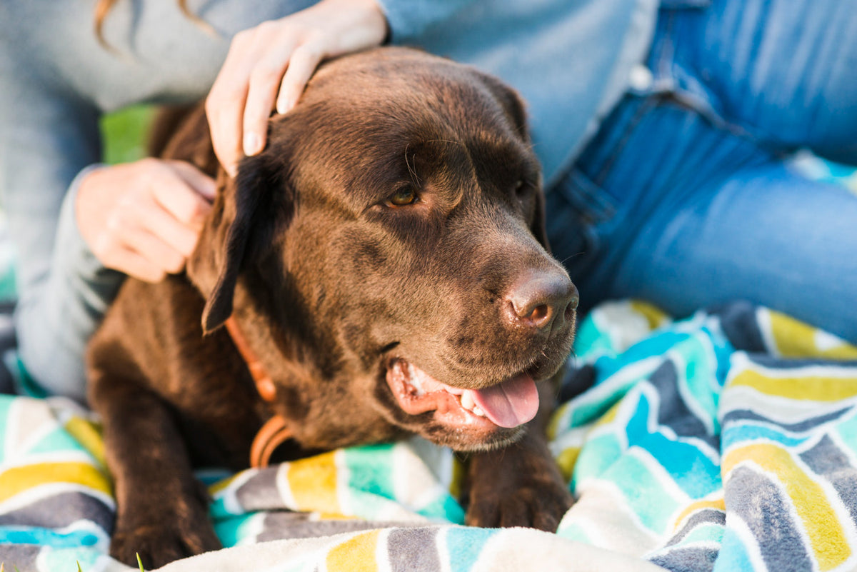 Beneficios del hongo Reishi para perros y gatos