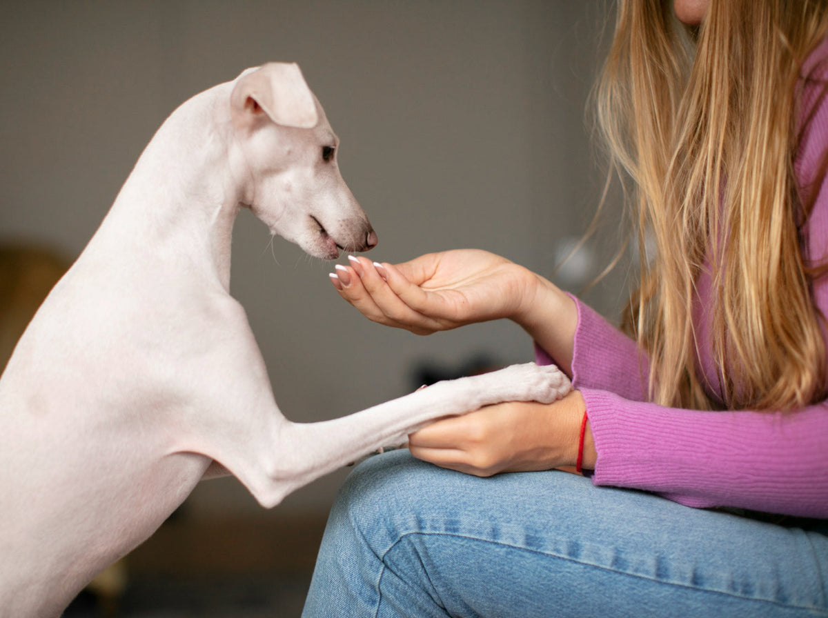¿Qué son los adaptógenos? Guía para perros y gatos