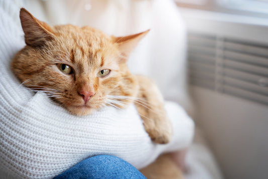 Calcio para gatos: ¿Por qué es vital en su dieta?