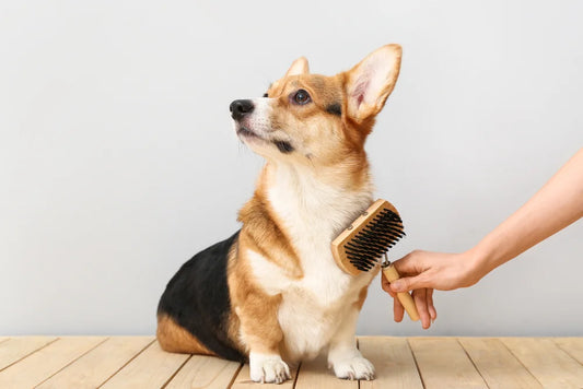 Los mejores cepillos de pelo para perros