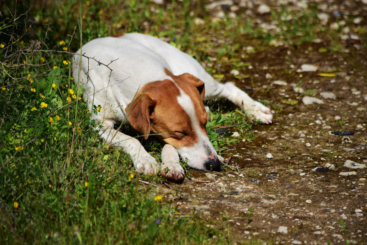 Beneficios del hongo Chaga para perros y gatos