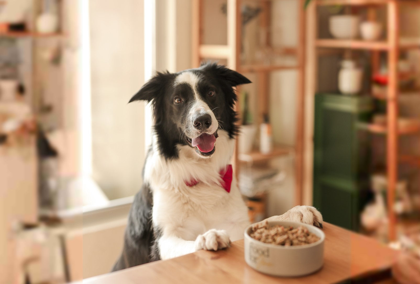mejor manera de alimentar a los perros de forma natural?