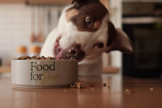 Probióticos para perros