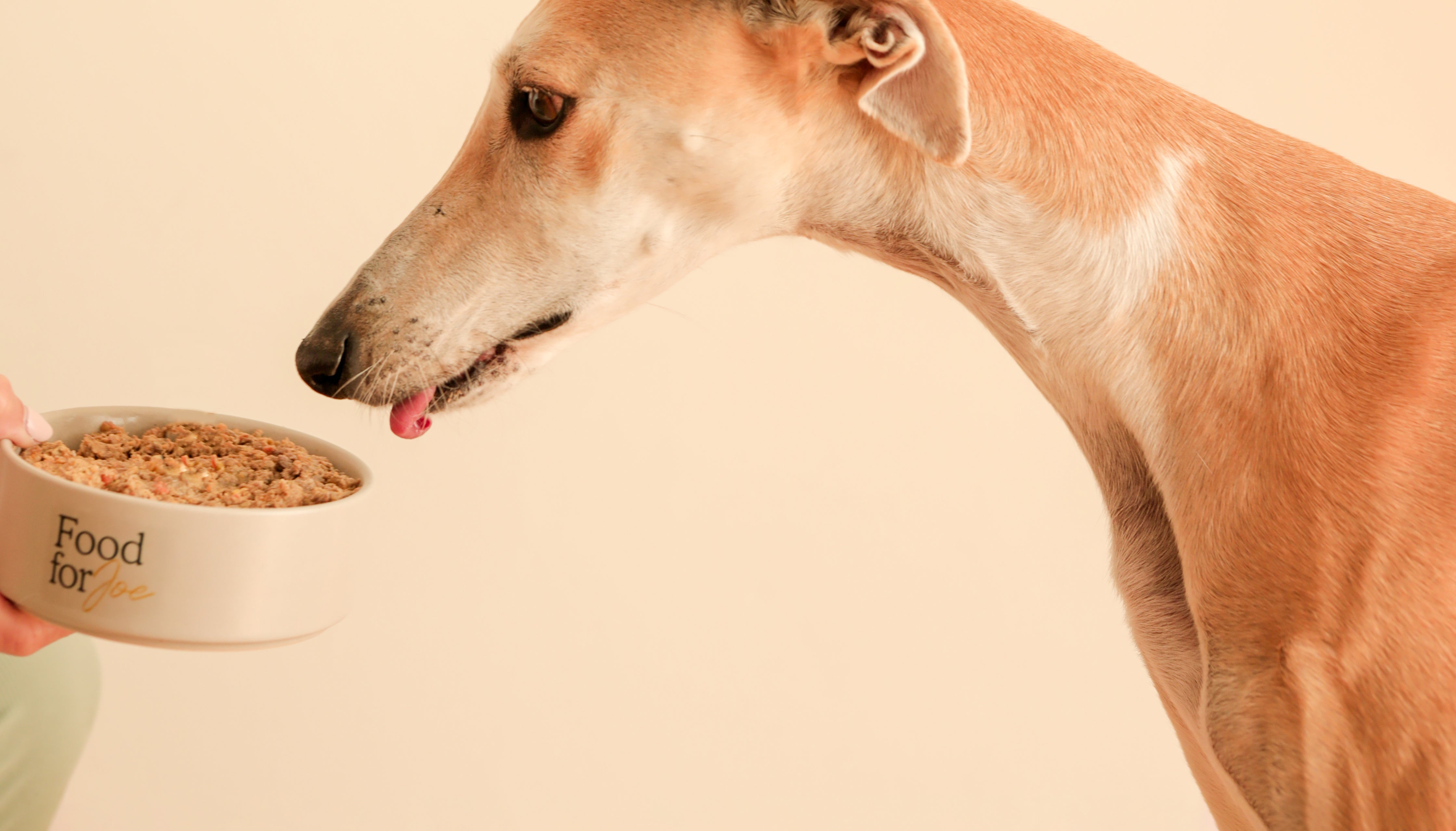 cantidad comida galgos