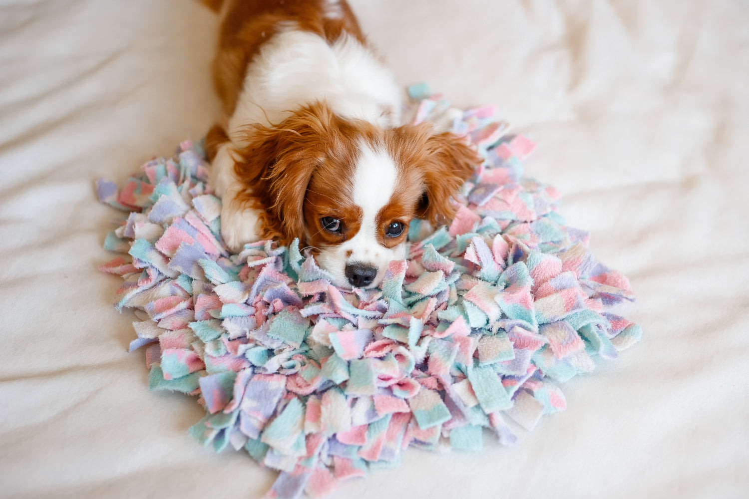 Cómo hacer una alfombra olfativa para perros