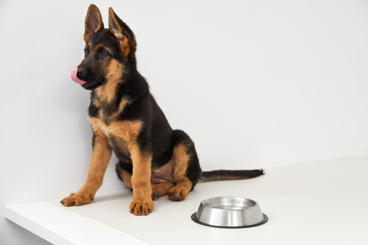 Mi perro no quiere comer: causas y qué hacer