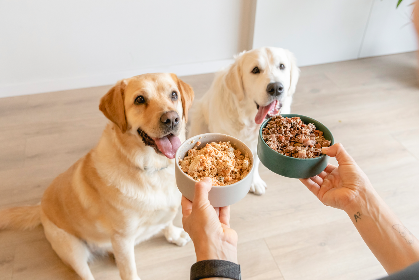 mejor alimentacion perros
