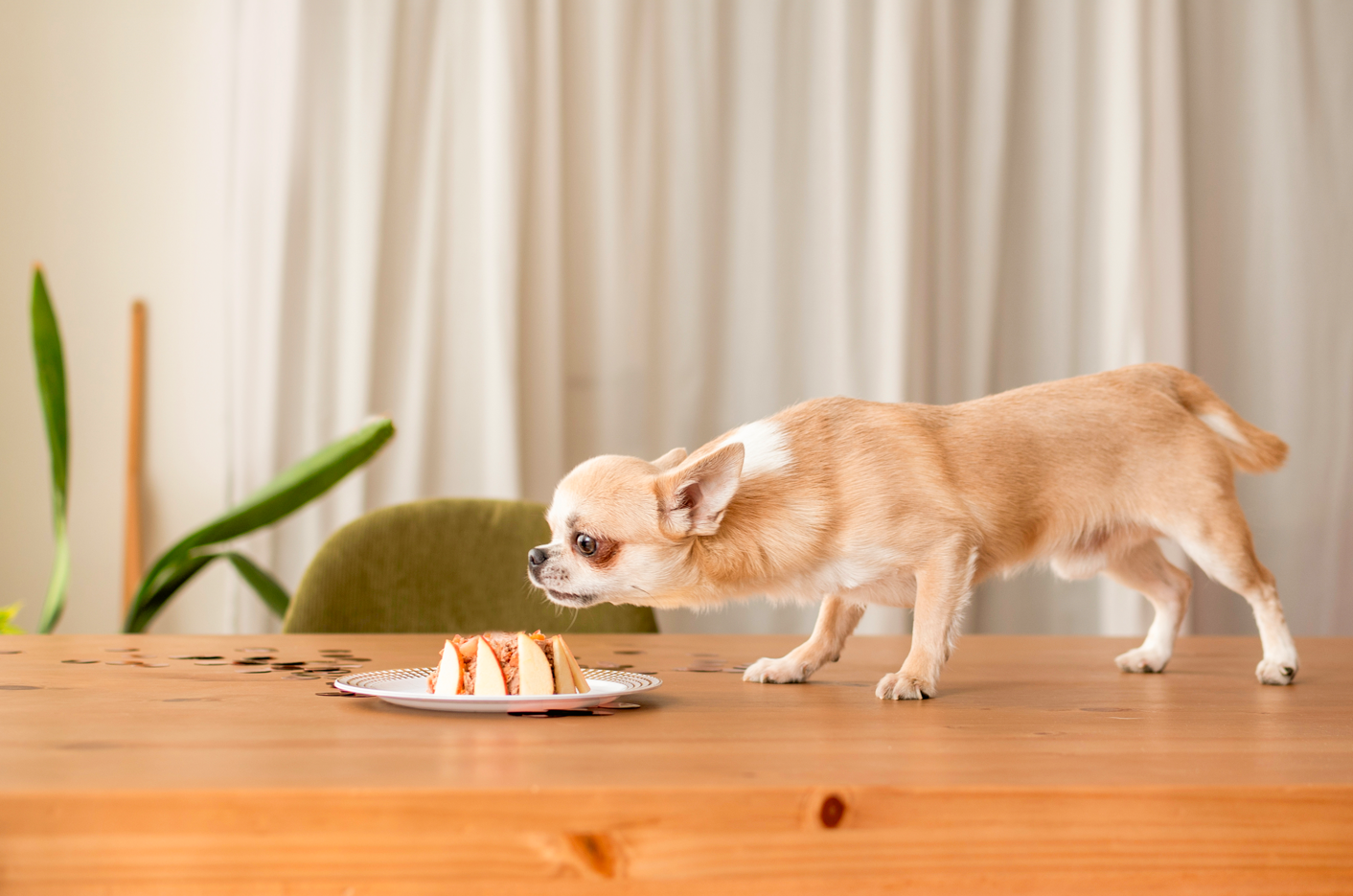 consejos cuidar chihuahua