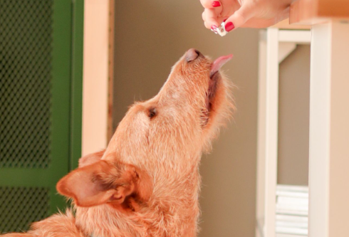 premios para perros