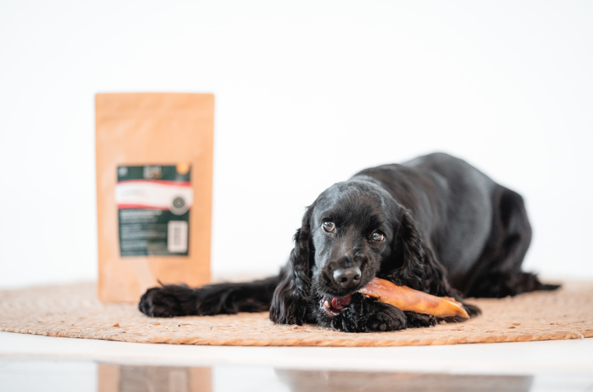 Cómo limpiar y prevenir el sarro en perros