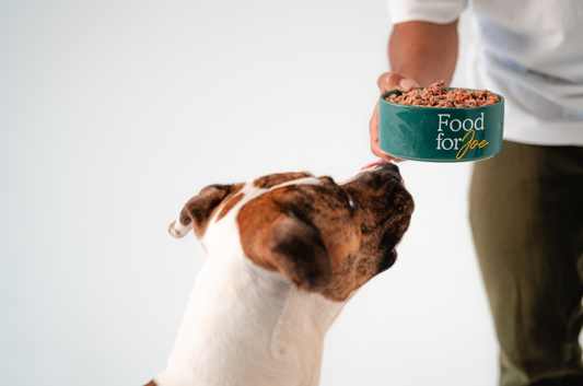 Alimentos que refuerzan las defensas de tu perro