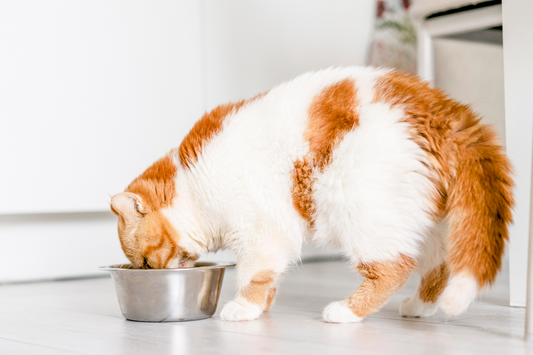 Magnesio para gatos: ¿por qué es importante?