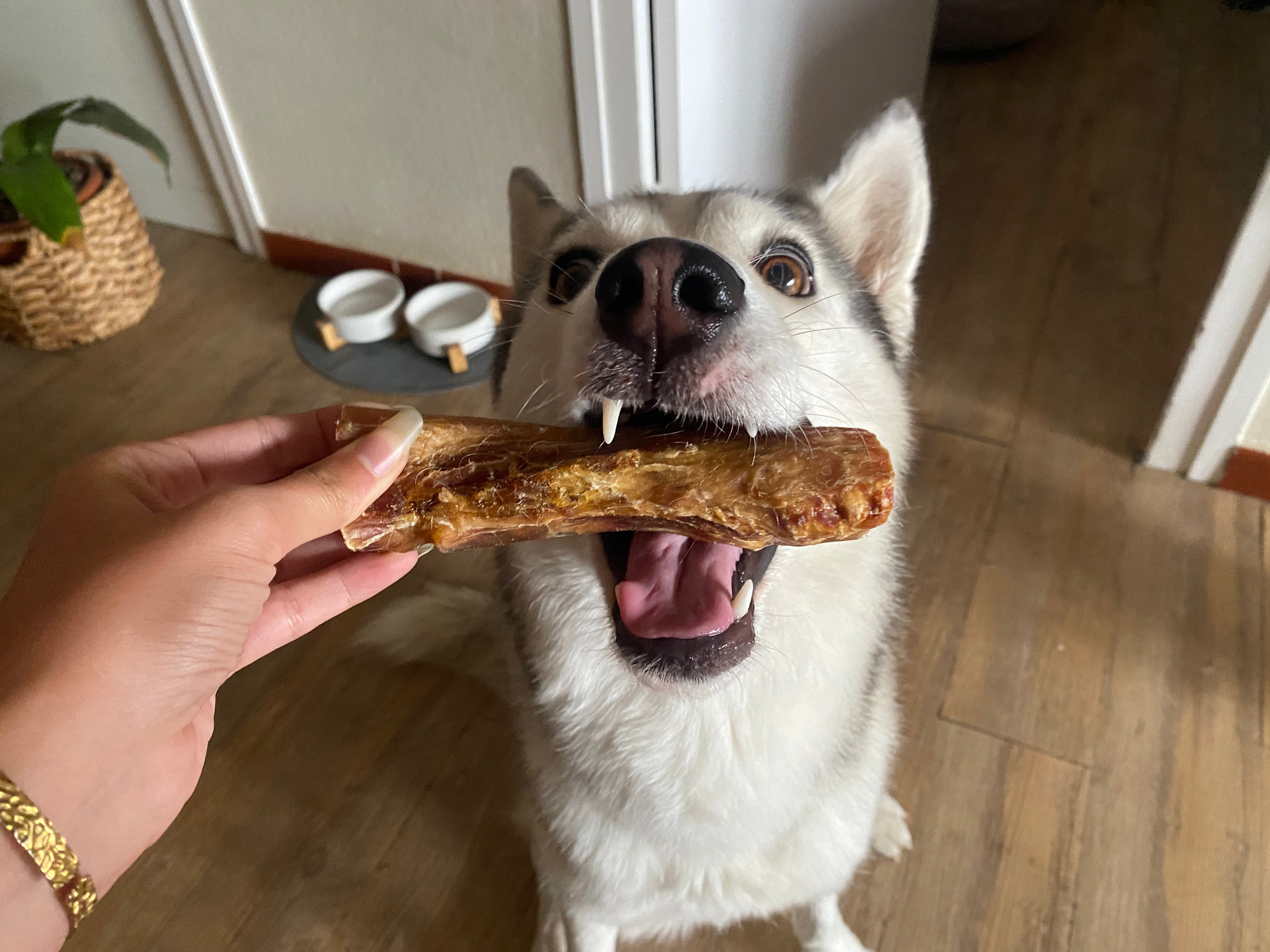 premios saludables para perro