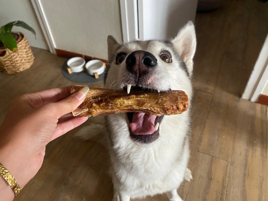 premios saludables para perro