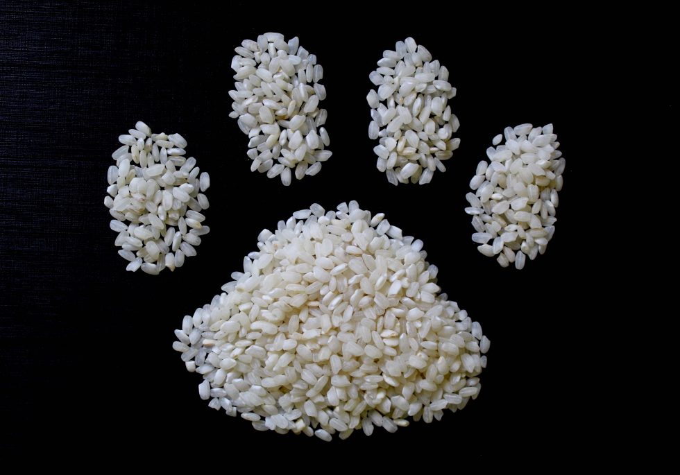 cereales para perros