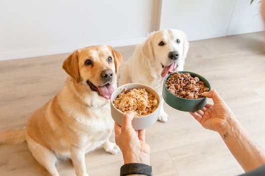¿Cuál es la mejor comida natural para perros?