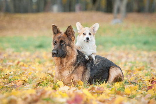 cantidad comida perros por peso