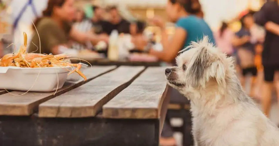 mariscos para perros