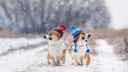 Guía de ropa de invierno para tu perro