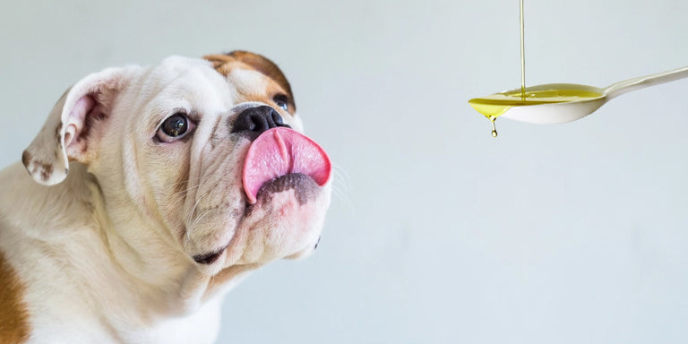 lista acidos grasos perros