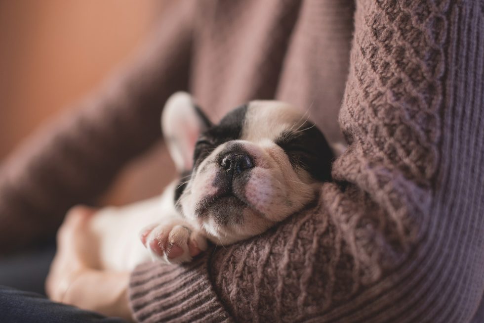 LA ALIMENTACIÓN Y EL COMPORTAMIENTO DE LOS PERROS
