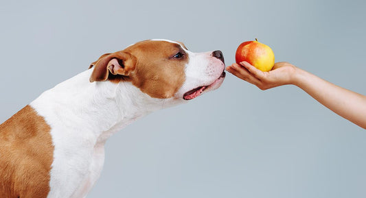 ¿Qué frutas pueden comer los perros?
