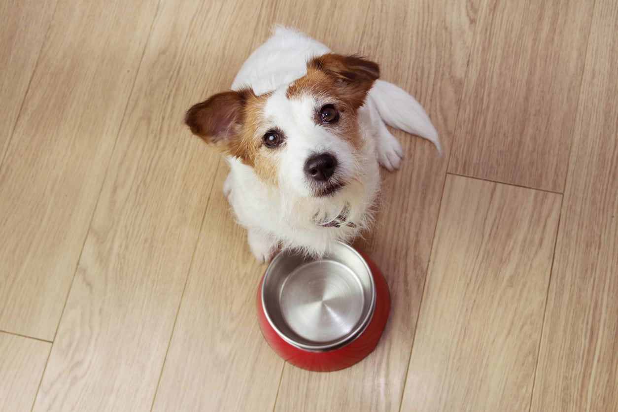 Alimentación y comportamiento del perro: ¿existe relación?