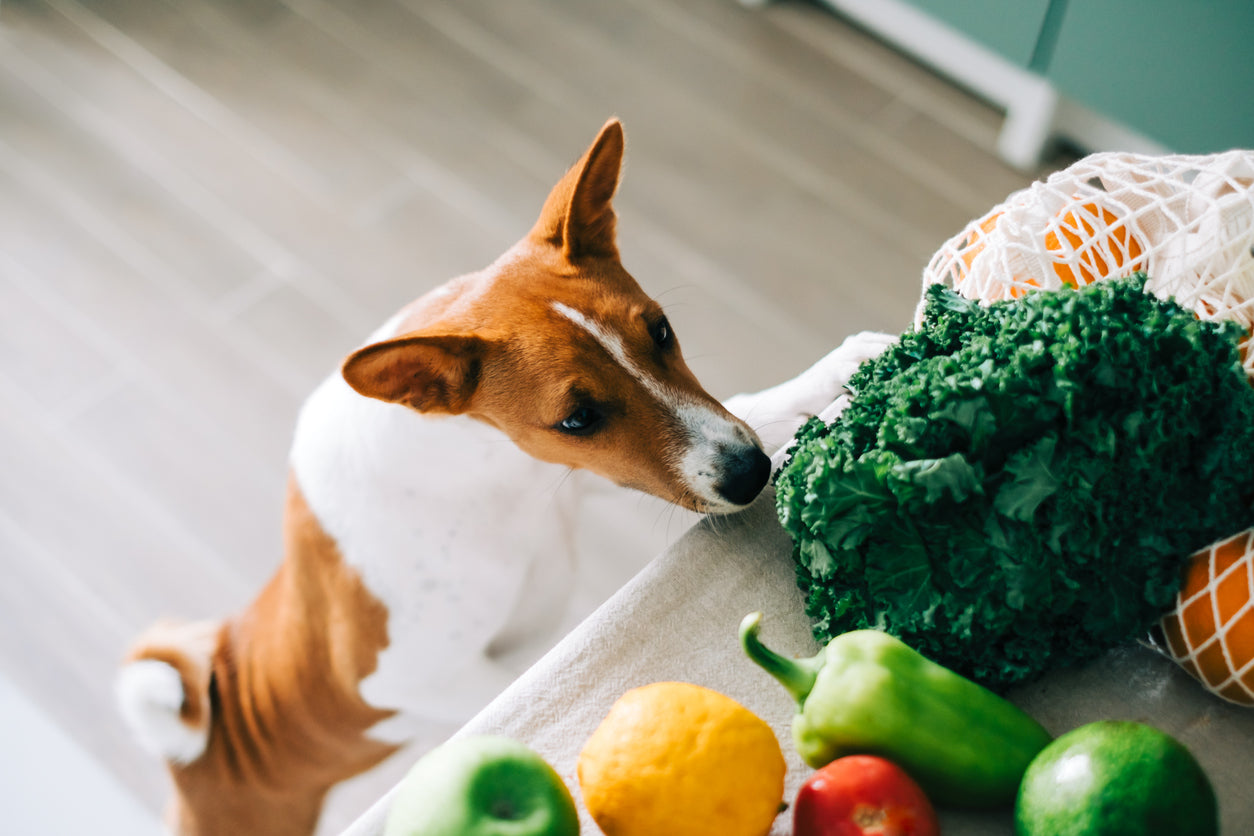 Lo que la comida nos cuenta de nuestro perro