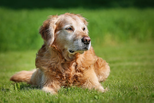 Bienestar y alimentación en perros senior