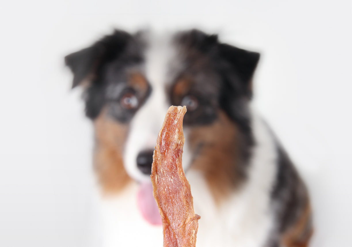 ¿Qué alimentos tienen colágeno para perros?