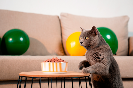 Salud renal en gatos: prevención y suplementos útiles