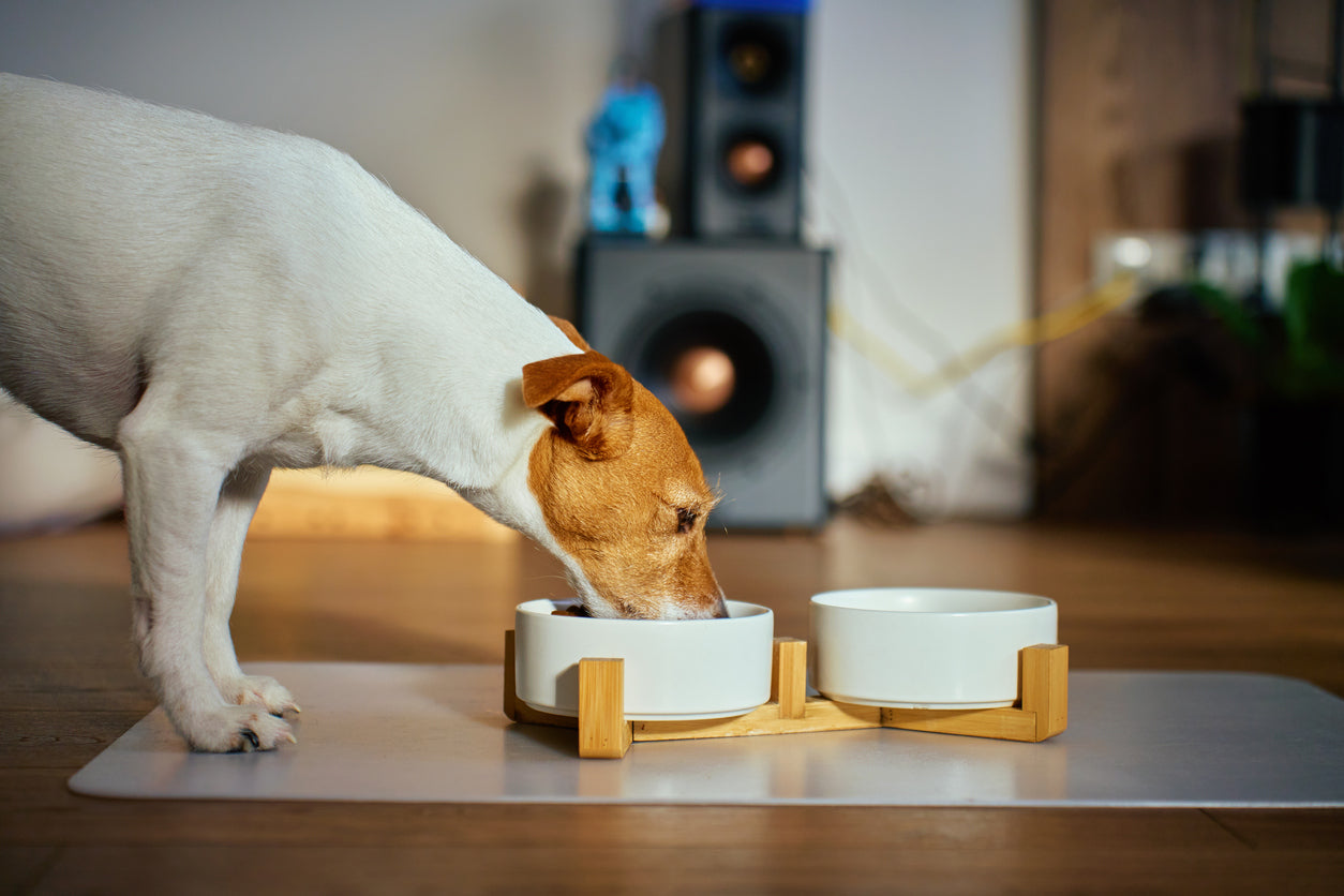 Beneficios del colágeno para perros