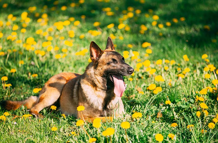 Alimentación natural para perros en primavera