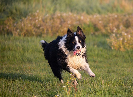 La osteoartrosis en perros