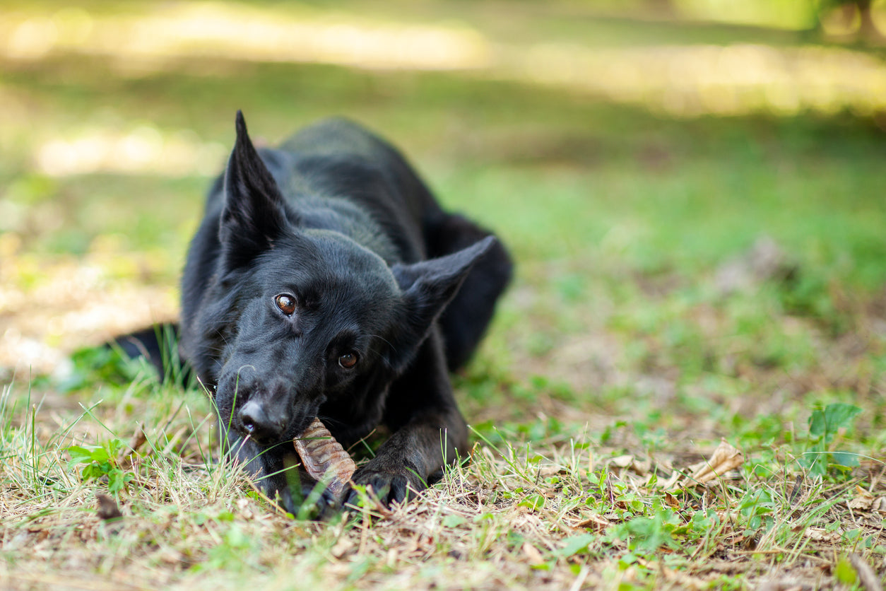 ¿Qué tipo de colágeno es mejor para los perros?