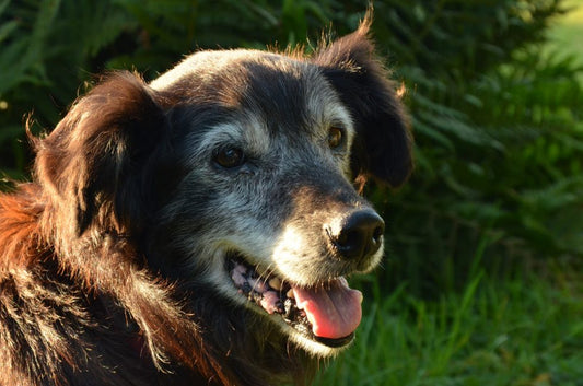 Guía completa sobre la demencia senil en perros