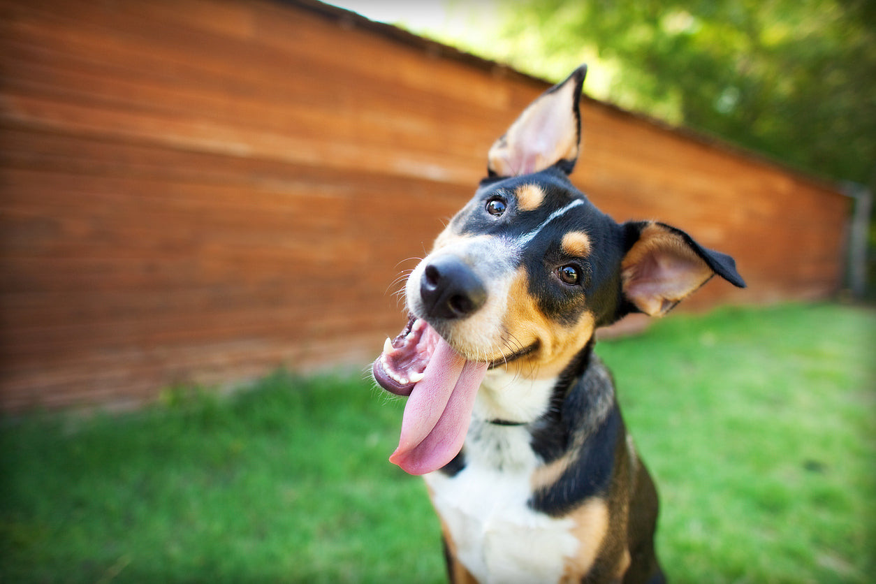 Escuchar el cuerpo de nuestro perro