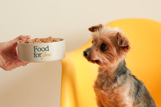 Las mejores comidas para perros pequeños
