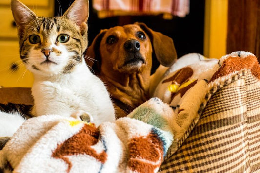 Qué comen los gatos: guía completa de alimentación felina